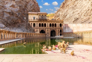 5-Day Private Golden Triangle & Tiger Safari Tour from Delhi