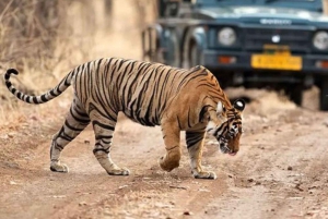 Excursão particular de 5 dias a Délhi, Agra e Jaipur com safári de leopardo