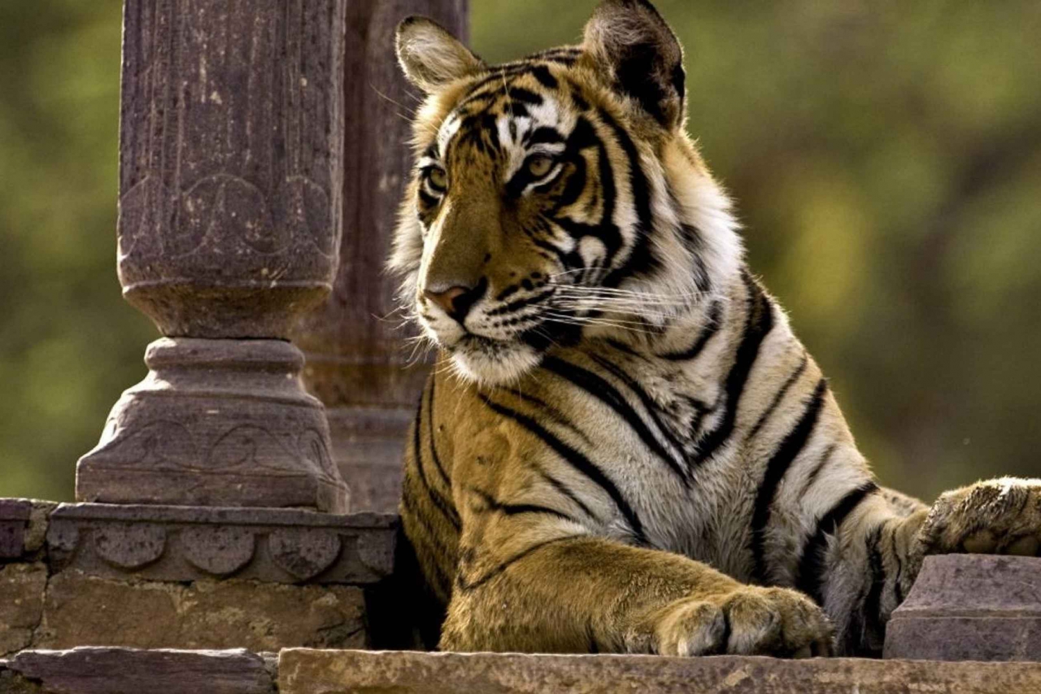 8 dagar GOLDEN TRIANGLE MED RANTHAMBORE WILDLIFE SAFARI