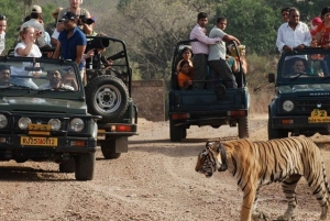 8 dages GOLDEN TRIANGLE MED RANTHAMBORE WILDLIFE SAFARI