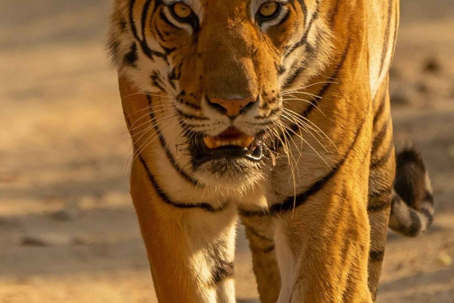 デリーからマディヤ・プラデーシュ州までの8日間のプライベート野生動物ツアー