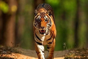 8 Tage private Wildlife Tour von Delhi nach Madhya Pradesh