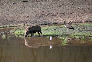 Visite privée de 8 jours de Delhi à Madhya Pradesh pour découvrir la faune et la flore