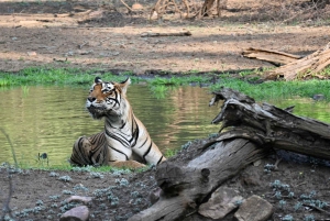 Visite privée de 8 jours de Delhi à Madhya Pradesh pour découvrir la faune et la flore