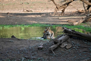 Visite privée de 8 jours de Delhi à Madhya Pradesh pour découvrir la faune et la flore