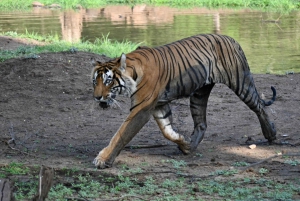 Tour privato di 8 giorni con la fauna selvatica da Delhi al Madhya Pradesh