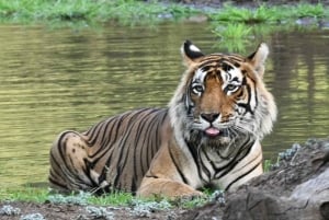8 Days Private Wildlife Tour from Delhi to Madhya Pradesh