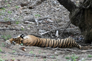 8 Days Private Wildlife Tour from Delhi to Madhya Pradesh