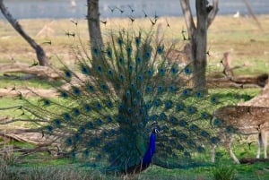 8 Days Private Wildlife Tour from Delhi to Madhya Pradesh