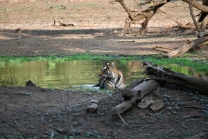 8 Days Private Wildlife Tour from Delhi to Madhya Pradesh