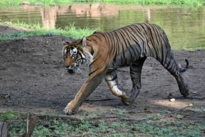 8 Days Private Wildlife Tour from Delhi to Madhya Pradesh