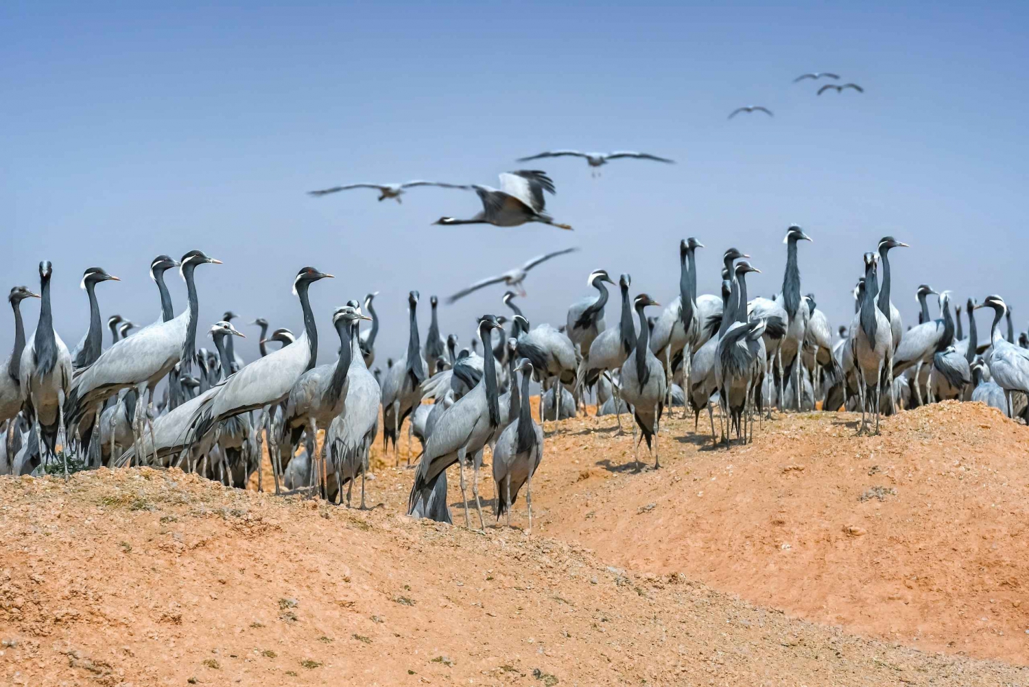 Een dagtrip naar Bharatpur Bird Sanctuary vanuit Delhi.