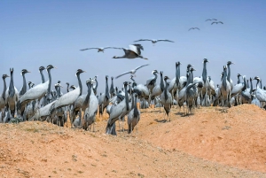 En dagstur til Bharatpur fuglereservat fra Delhi.