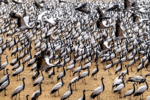 Une excursion d'une journée dans la réserve ornithologique de Bharatpur au départ de Delhi.