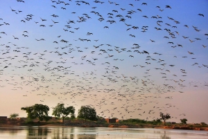 Eine Tagestour zum Bharatpur Bird Sanctuary von Delhi aus.