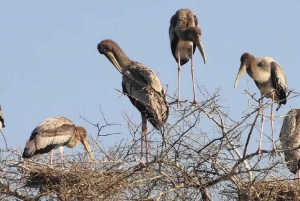 En dagstur til Bharatpur fuglereservat fra Delhi.