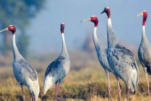 En dagsutflykt till Bharatpur Bird Sanctuary från Delhi.