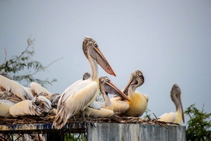 Päiväretki Bharatpur Bird Sanctuaryyn Delhistä.