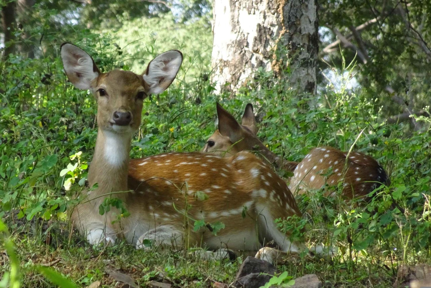 Delhi: 2-Day Jim Corbett Safari Adventure