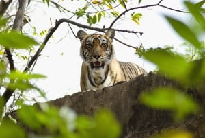 Delhi: 2-Day Jim Corbett Safari Adventure