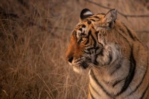 Delhi: 2-Day Jim Corbett Safari Adventure