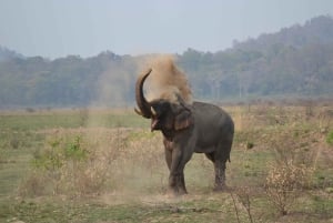 Delhi: 2-Day Jim Corbett Safari Adventure