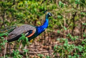 Delhi: 2-Day Jim Corbett Safari Adventure
