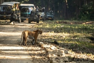 Delhi: 2-Day Jim Corbett Safari Adventure