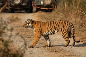 Delhi: 2-Day Jim Corbett Safari Adventure