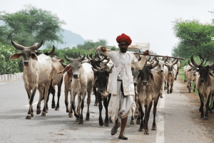 デリー：3日間のゴールデン トライアングル ツアー デリー アグラ ジャイプール ツアー