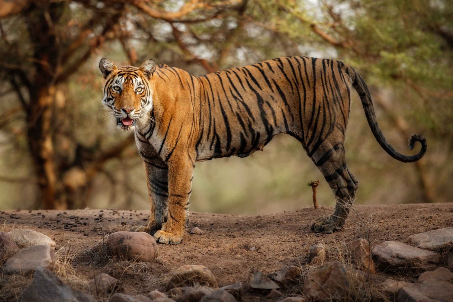 Delhi: 3-dagers utflukt til Ranthambore nasjonalpark med safari