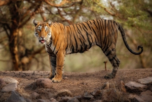 Delhi: 3-dagars resa till nationalparken Ranthambore med safari