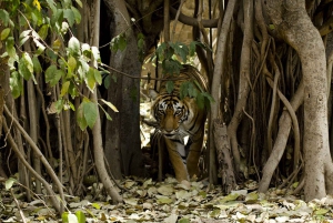 Delhi: 3-dagars resa till nationalparken Ranthambore med safari