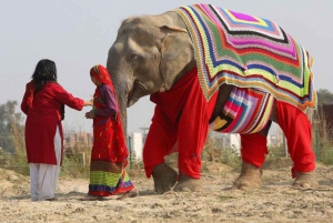 Delhi: 3-dniowa wycieczka po Złotym Trójkącie z Elephant SOS (hotel 5-gwiazdkowy)