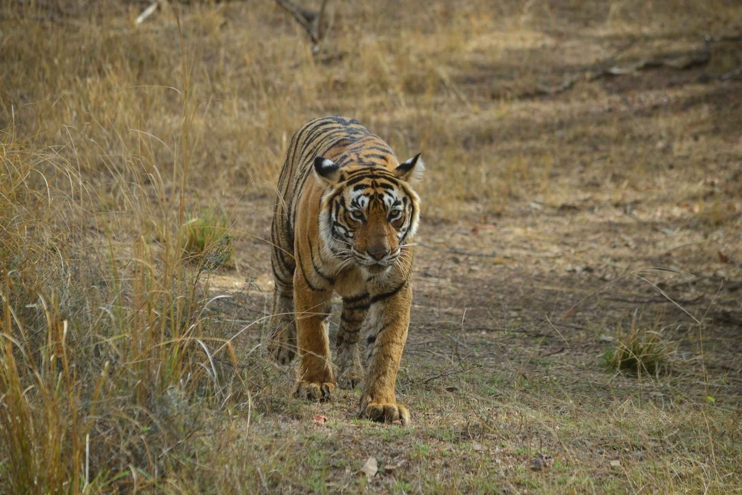 From Delhi: 5-Day Golden Triangle & Ranthambore Guided Tour