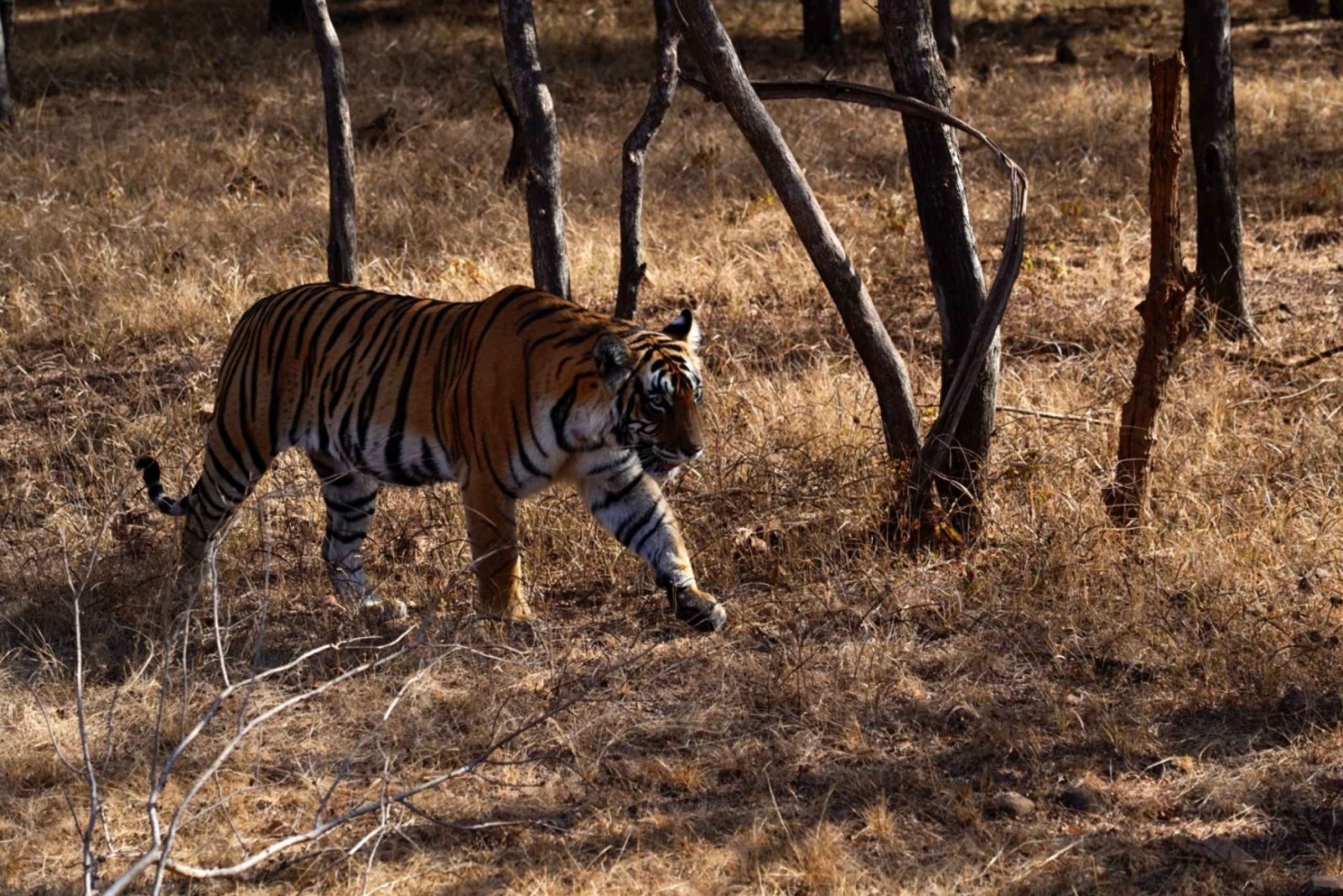 Delhi: 7 giorni di Triangolo d'Oro con Ranthambore e Varanasi