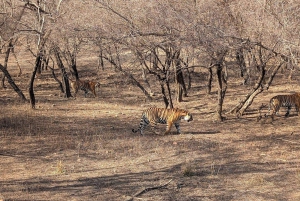 Delhi: 7 giorni nel Triangolo d'Oro con safari delle tigri e Varanasi