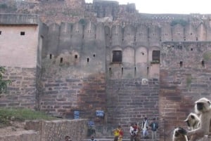 Delhi: 7 giorni nel Triangolo d'Oro con safari delle tigri e Varanasi