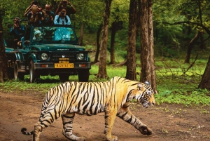 Delhi: triângulo dourado de 8 dias com excursão a Udaipur e Ranthambore