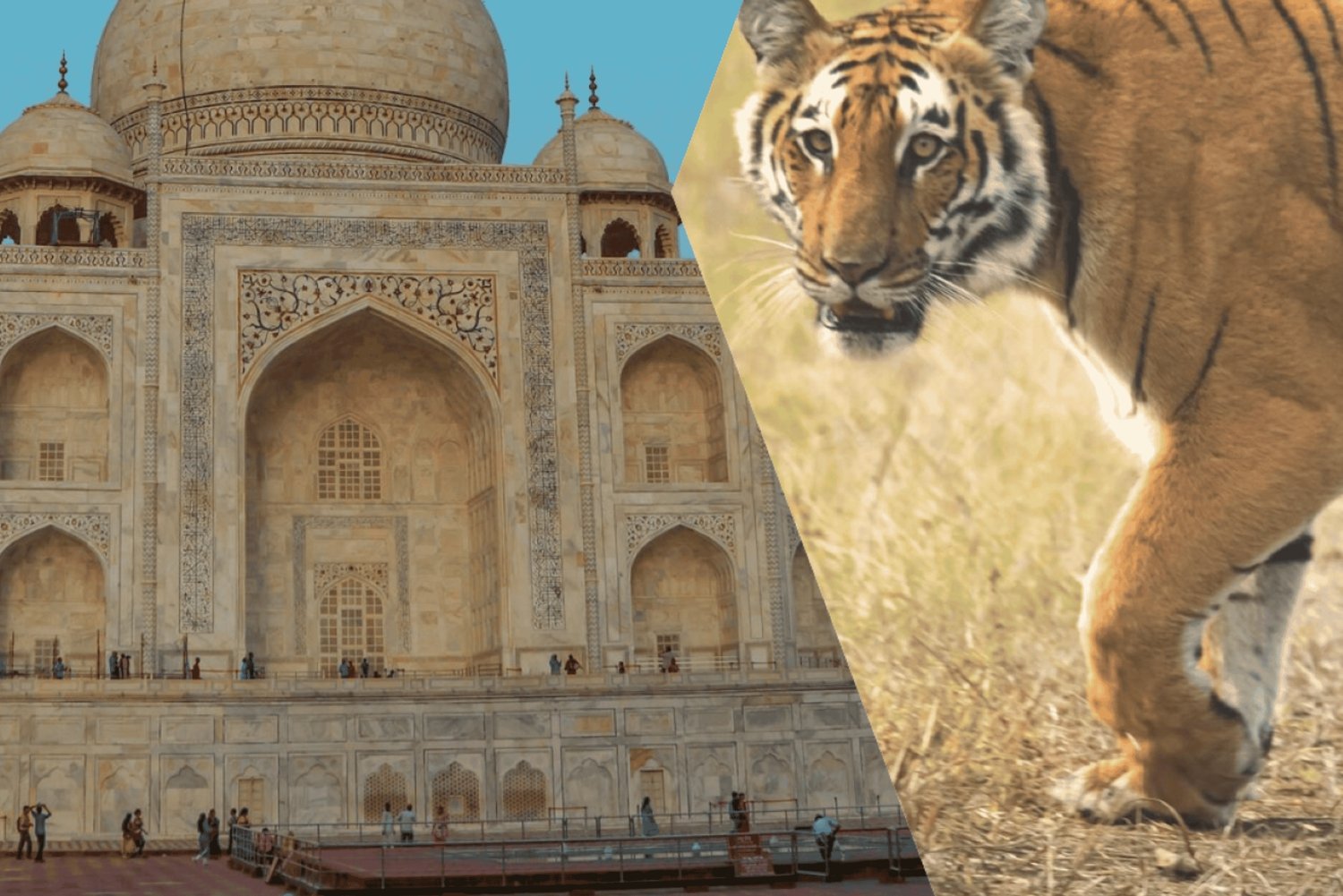 Delhi Agra Jaipur Golden Triangle Multiday trip with Safari