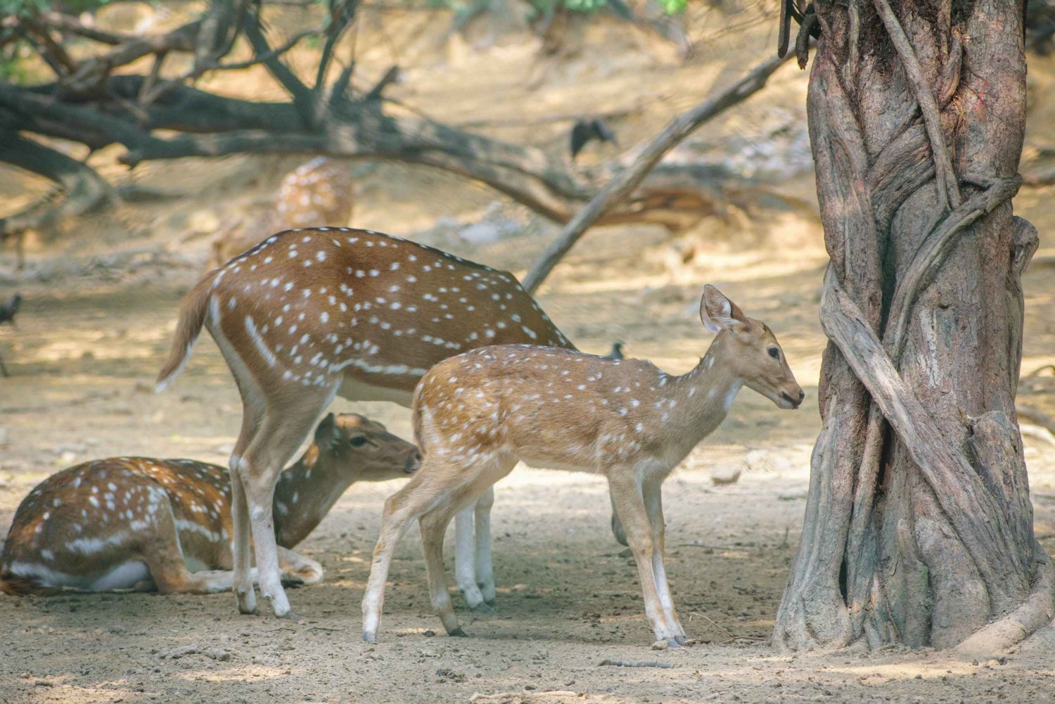 Delhi: tour a piedi del Deer Park e del villaggio di Hauz Khas
