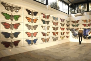 Delhi: Rundtur i dolda konstgallerier