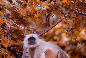 Дели: Кхаджурахо, Панна и Варанаси (4 дня)
