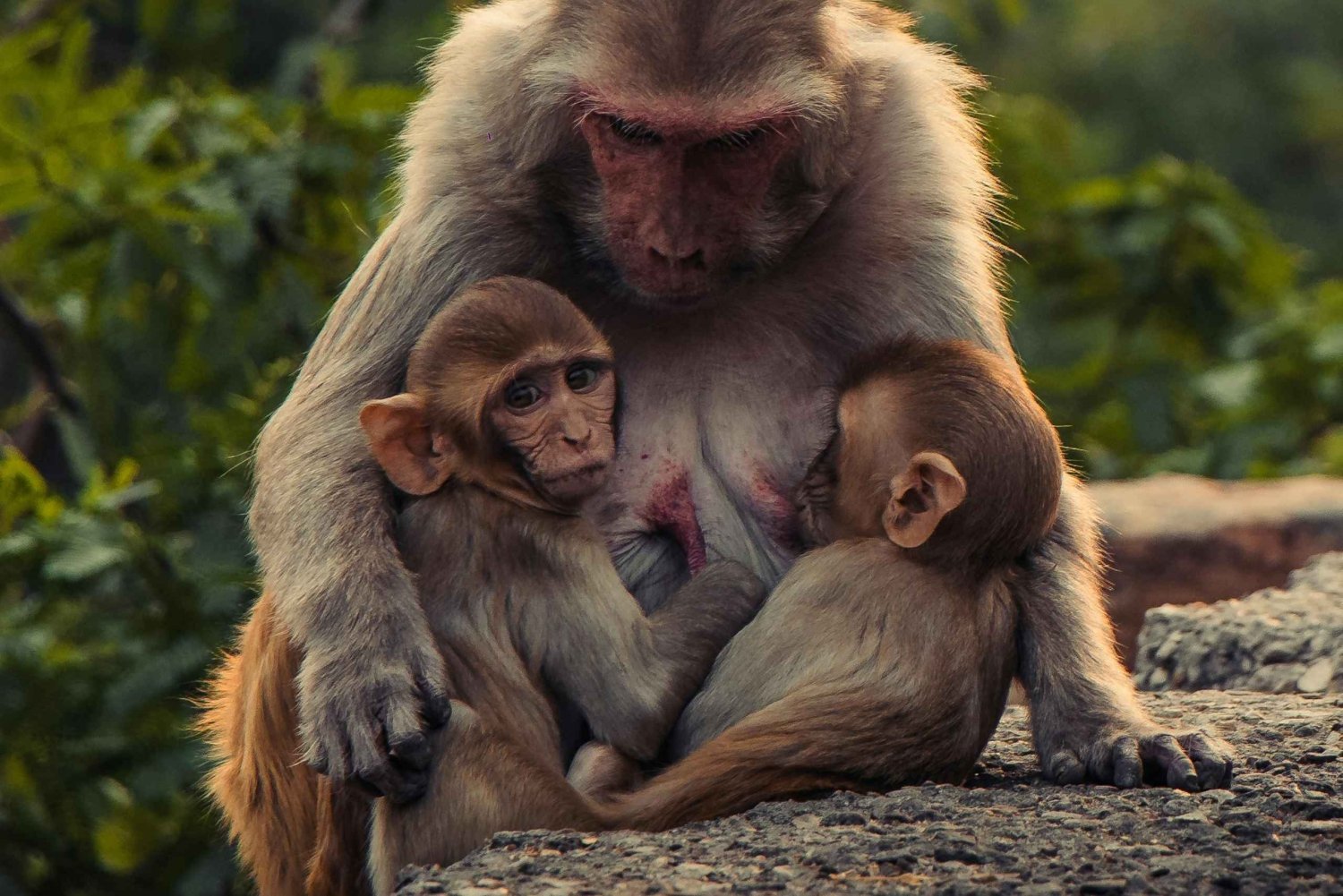 Delhi: Monkey Safari guided walking tour