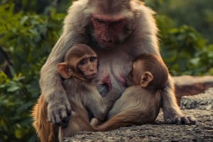 Delhi : visite guidée du Safari des singes à pied