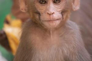 Delhi : visite guidée du Safari des singes à pied