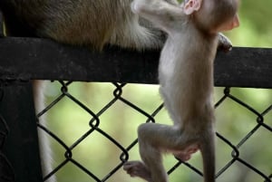 Delhi : visite guidée du Safari des singes à pied