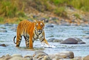 Delhi : Nainital, Rishikesh, & Jim Corbett Uttarakhand Tour
