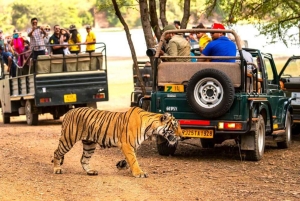 デリー：ランタンボール国立公園3日間サファリツアーをご案内いたします。