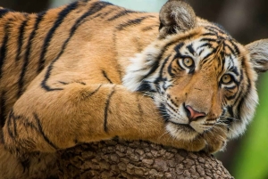 デリー：ランタンボール国立公園3日間サファリツアーをご案内いたします。